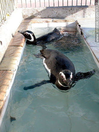 Penguins - Fauna - MORE IMAGES. Photo #1322