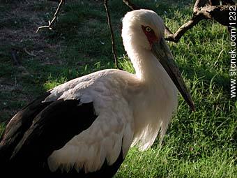 Stork - Fauna - MORE IMAGES. Photo #1232