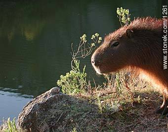 Carpincho o Capibara - Fauna - IMÁGENES VARIAS. Foto No. 1261