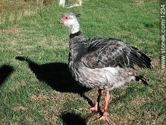 Crested screamer. - Fauna - MORE IMAGES. Photo #1234