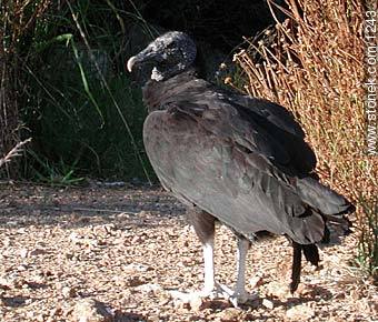 uruguay: cuervo cabeza negra argentina: jote - Fauna - IMÁGENES VARIAS. Foto No. 1243