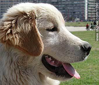 Golden Labrador Retriever Dog (puppy) - Fauna - MORE IMAGES. Photo #1290