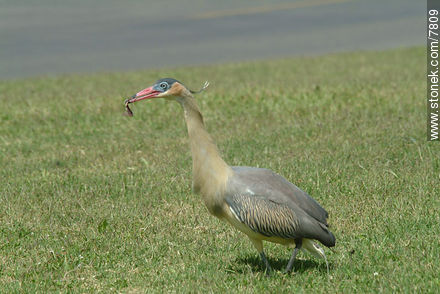 Whistling Heron  - Fauna - MORE IMAGES. Photo #7809