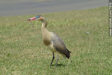 Whistling Heron  - Fauna - MORE IMAGES. Photo #7814