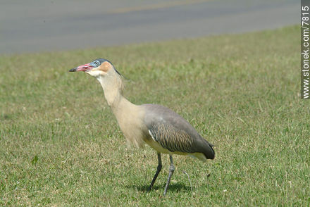 Whistling Heron  - Fauna - MORE IMAGES. Photo #7815