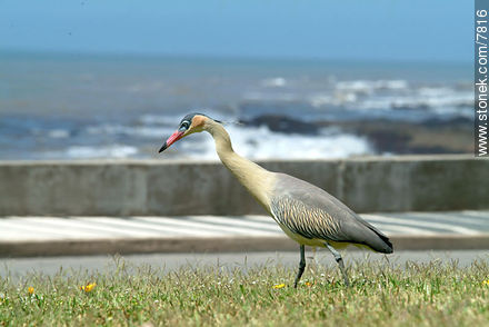 Chiflón o garza amarillaen la rambla. - Punta del Este y balnearios cercanos - URUGUAY. Foto No. 7816