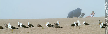Gaviotas en la playa un día brumoso - Punta del Este y balnearios cercanos - URUGUAY. Foto No. 7700