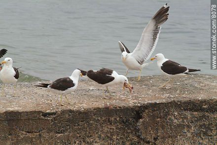 Seagulls eating rests of fish cleaning processes - Punta del Este and its near resorts - URUGUAY. Photo #8078