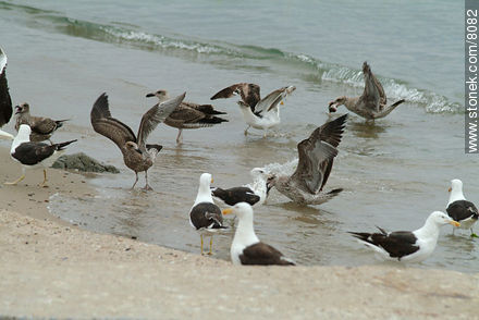  - Punta del Este y balnearios cercanos - URUGUAY. Foto No. 8082