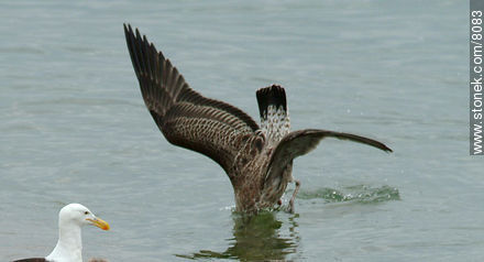  - Punta del Este y balnearios cercanos - URUGUAY. Foto No. 8083