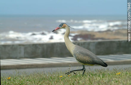 Chiflón o garza amarilla de paseo por Punta del Este - Punta del Este y balnearios cercanos - URUGUAY. Foto No. 7846