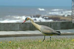 Chiflón o garza amarilla de paseo por Punta del Este - Foto #7847