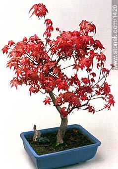 Arce bonsai. - Flora - IMÁGENES VARIAS. Foto No. 1420