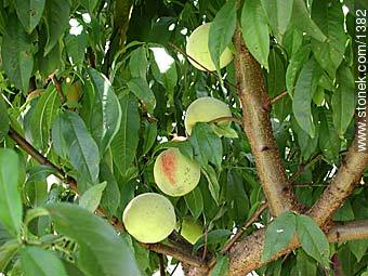 Peach tree - Flora - MORE IMAGES. Photo #1382