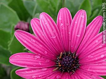  - Flora - IMÁGENES VARIAS. Foto No. 1375