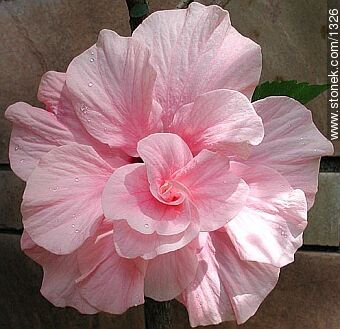 Double Hibiscus - Flora - MORE IMAGES. Photo #1326