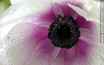 Anemone - Flora - MORE IMAGES. Photo #1398