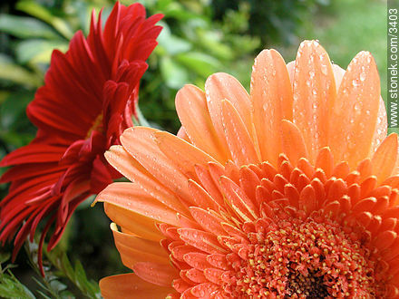  - Flora - IMÁGENES VARIAS. Foto No. 3403