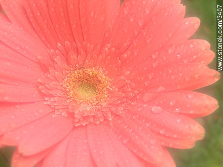  - Flora - IMÁGENES VARIAS. Foto No. 3407