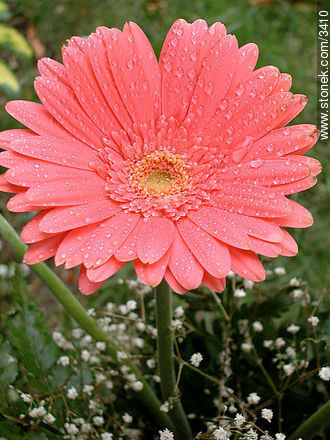  - Flora - IMÁGENES VARIAS. Foto No. 3410