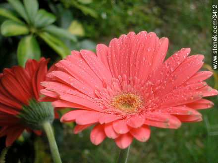  - Flora - IMÁGENES VARIAS. Foto No. 3412