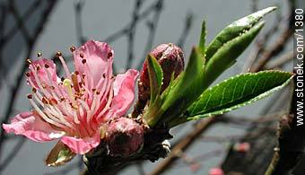 Peach flower tree. - Flora - MORE IMAGES. Photo #1380
