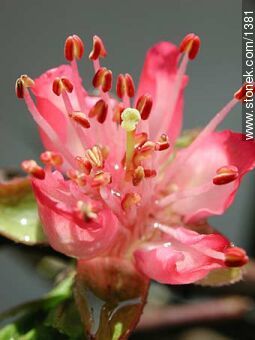  - Flora - IMÁGENES VARIAS. Foto No. 1381