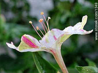  - Flora - IMÁGENES VARIAS. Foto No. 1349