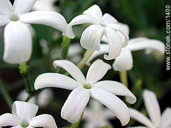 Jasminum Azoricum - Flora - MORE IMAGES. Photo #1400