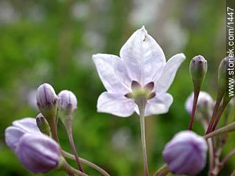 Solanum jazminoide - Flora - IMÁGENES VARIAS. Foto No. 1447