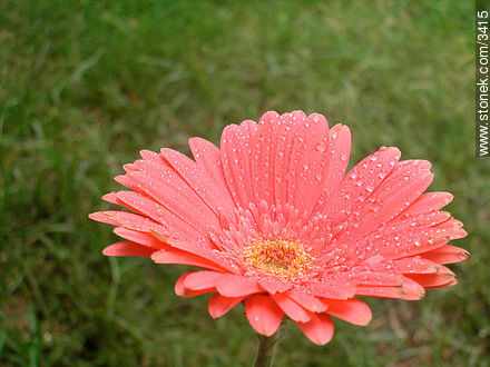  - Flora - IMÁGENES VARIAS. Foto No. 3415