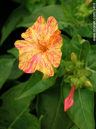  - Flora - IMÁGENES VARIAS. Foto No. 3419
