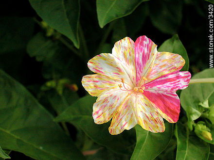  - Flora - IMÁGENES VARIAS. Foto No. 3420