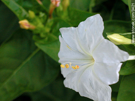 - Flora - IMÁGENES VARIAS. Foto No. 3421