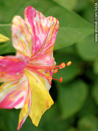  - Flora - IMÁGENES VARIAS. Foto No. 3424