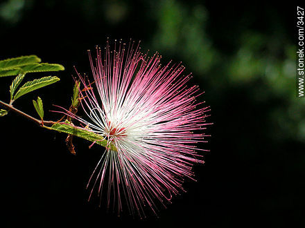  - Flora - IMÁGENES VARIAS. Foto No. 3427