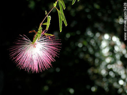  - Flora - IMÁGENES VARIAS. Foto No. 3428