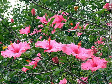  - Flora - IMÁGENES VARIAS. Foto No. 3450