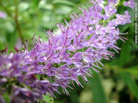 Verónica - Flora - IMÁGENES VARIAS. Foto No. 3456
