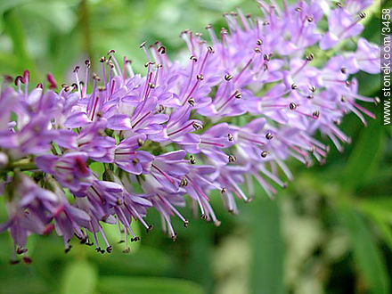 Verónica - Flora - IMÁGENES VARIAS. Foto No. 3458