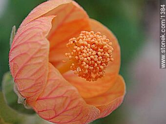 Farolito japonés - Flora - IMÁGENES VARIAS. Foto No. 1384