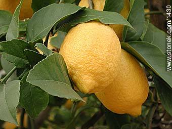 Lemon - Flora - MORE IMAGES. Photo #1430