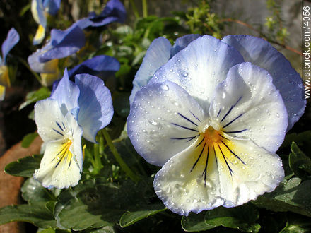  - Flora - IMÁGENES VARIAS. Foto No. 4056