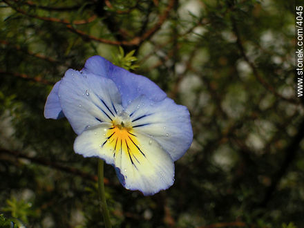  - Flora - IMÁGENES VARIAS. Foto No. 4045