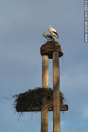 Nests of stroks - Region of Alsace - FRANCE. Photo #29019