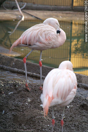 Flamingos - Region of Alsace - FRANCE. Photo #29026