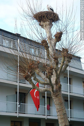 Nido de cigüeña sobre un plátano frente a una bandera turca - Región de Alsacia - FRANCIA. Foto No. 29032