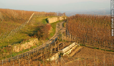 Vineyard in winter - Region of Alsace - FRANCE. Photo #28025