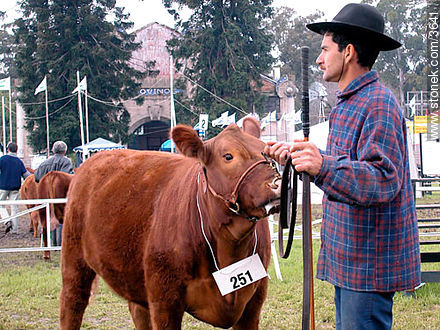Concurso de bovinos de las razas Hereford, Holando, Aberdeen Angus, Charolaise, Jersey, Shorthorn. - Departamento de Montevideo - URUGUAY. Foto No. 3641