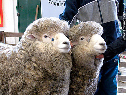 Concursos de ovinos de las razas Corriedale, Merino, Merilin, Romney Marsh. - Departamento de Montevideo - URUGUAY. Foto No. 3664